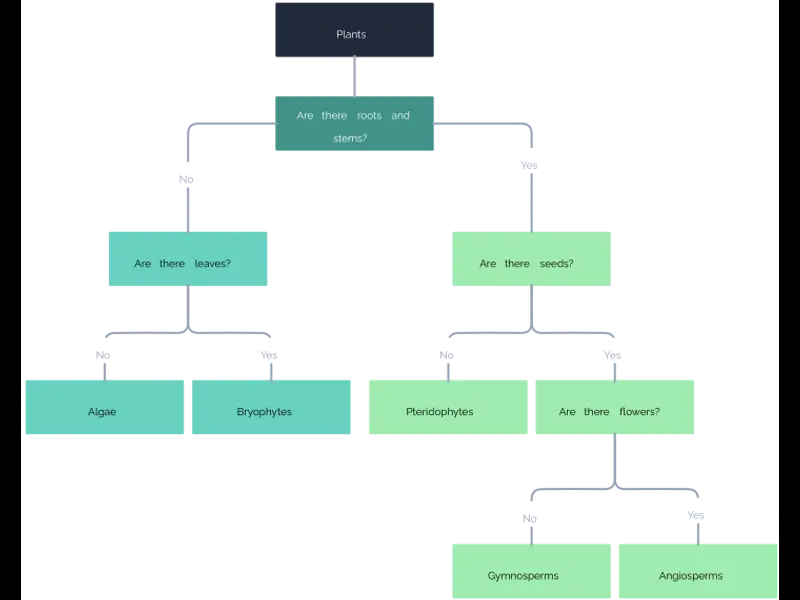 Snapshot of Dichotomous Key for Plants