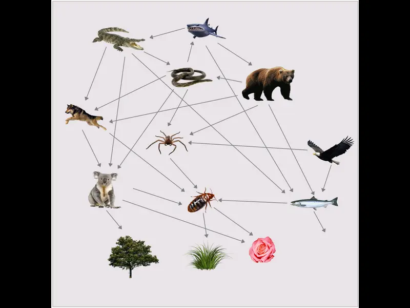 Snapshot of Food Web Diagram Template