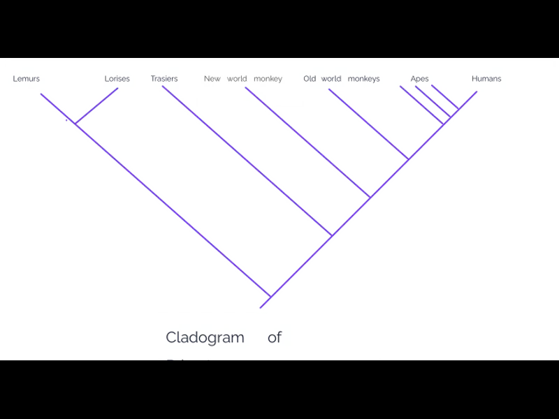 Snapshot of Cladogram of Pimates