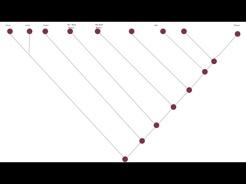 Snapshot of Cladogram of Primates