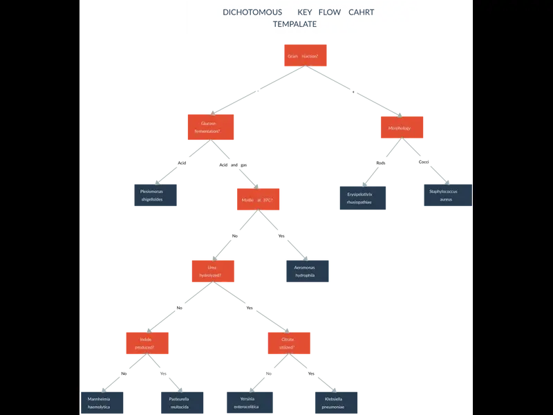 Snapshot of Bacteria Diachotomous Key Template