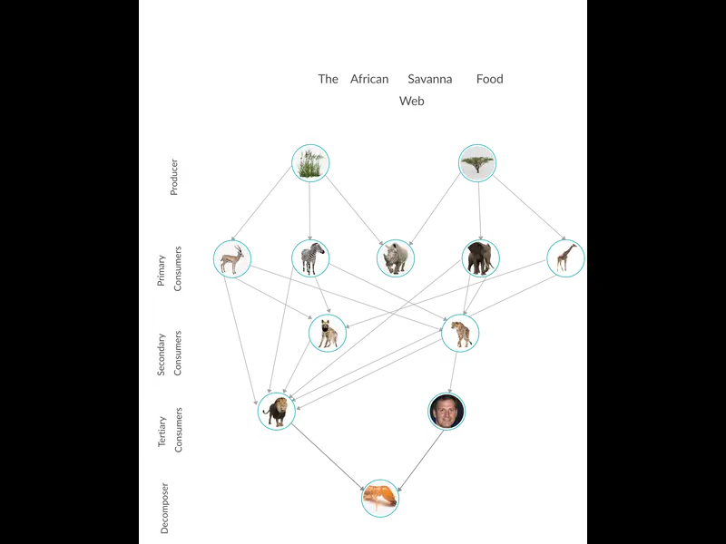 Snapshot of The African Savanna Food Web