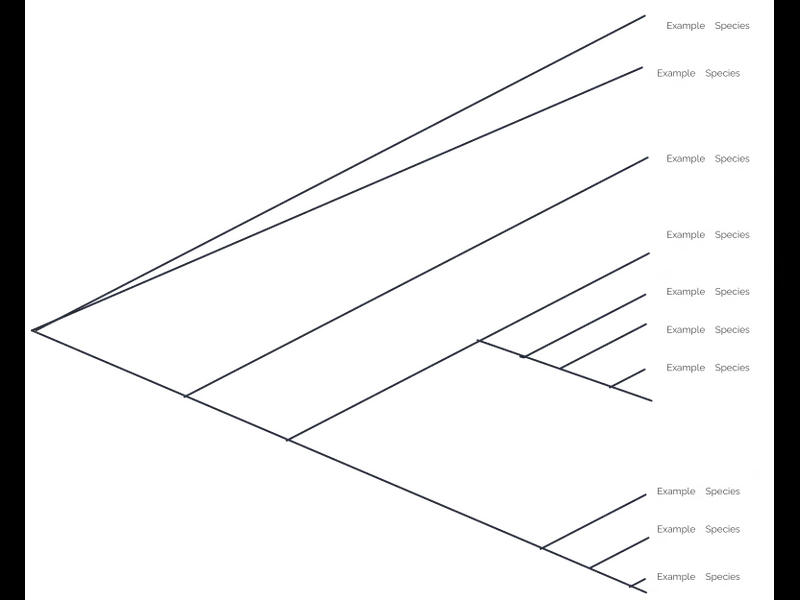 Snapshot of Phylogenetic Tree Template